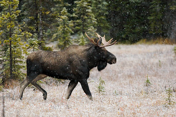 alce maschio nella neve caduta - canada moose winter snow foto e immagini stock