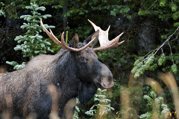 alce maschio nella neve caduta - canada moose winter snow foto e immagini stock