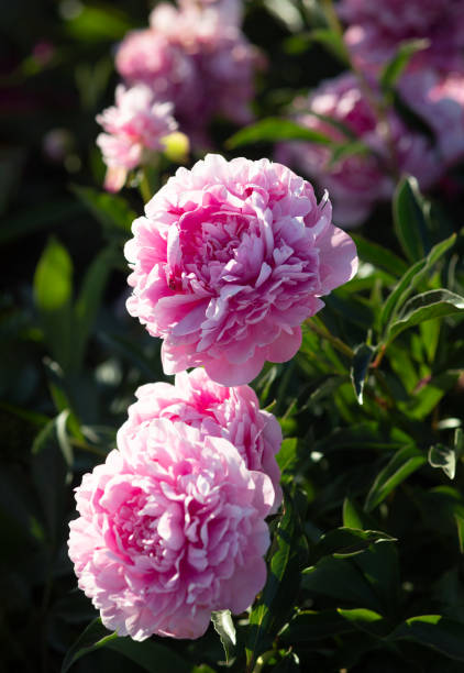 istock Pink and white peonies in the garden 974738432