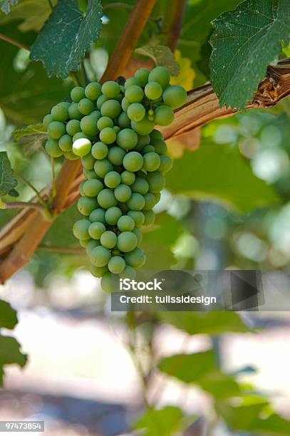 Uvas Verdes Sobre As Videira - Fotografias de stock e mais imagens de Bebida Alcoólica - Bebida Alcoólica, Canadá, Comida