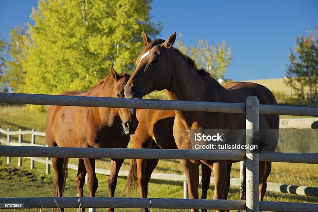 Drei Pferde - Lizenzfrei Agrarbetrieb Stock-Foto