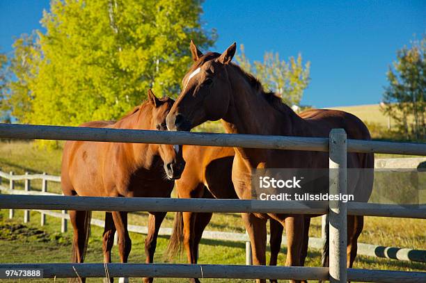 Drei Pferde Stockfoto und mehr Bilder von Agrarbetrieb - Agrarbetrieb, Alm, Baum