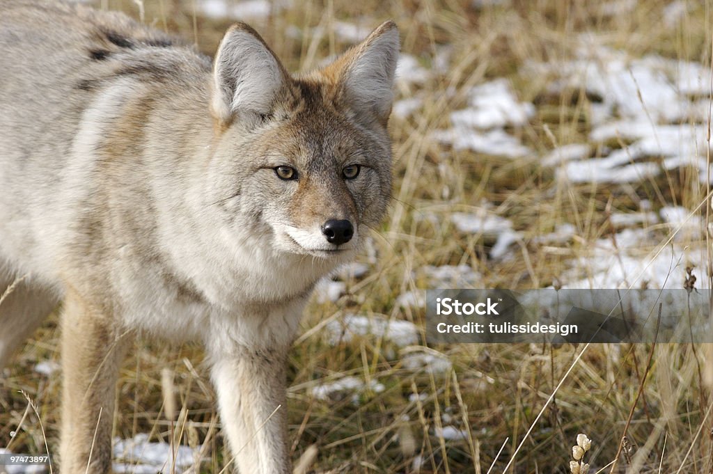 Coyote - Foto de stock de Coiote - Cão Selvagem royalty-free