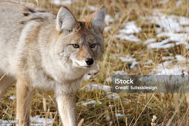 Foto de Coyote e mais fotos de stock de Coiote - Cão Selvagem - Coiote - Cão Selvagem, Alberta, Andar