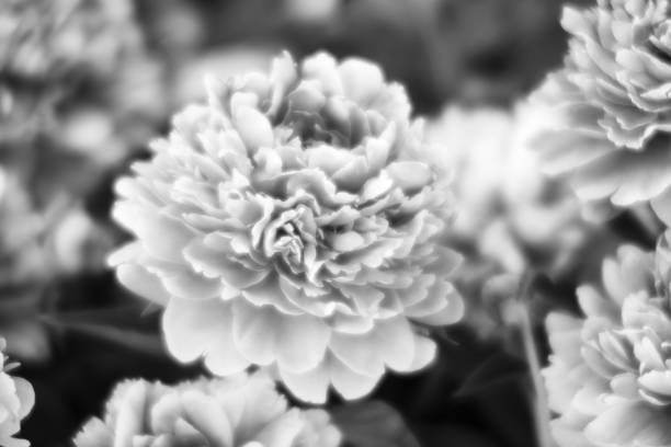 istock Pink and white peonies in the garden 974738984