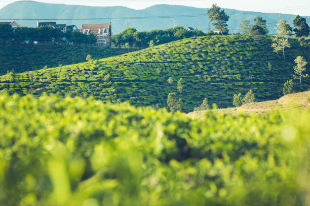 beautiful landscape of Ceylon. rice fields and tea plantations beautiful landscape of Ceylon. rice fields and tea plantations. cameron montana stock pictures, royalty-free photos & images