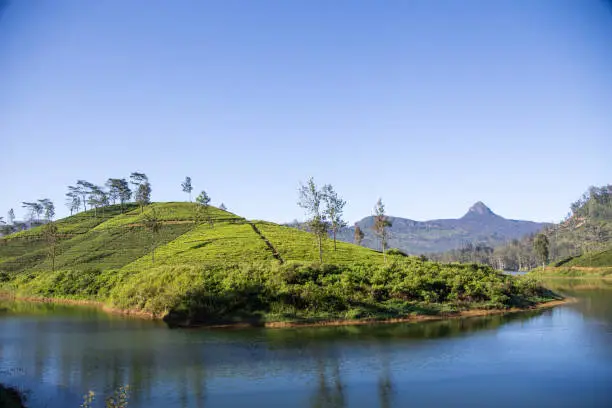 Photo of beautiful landscape of sri lanka. river, mountains and tea plantations