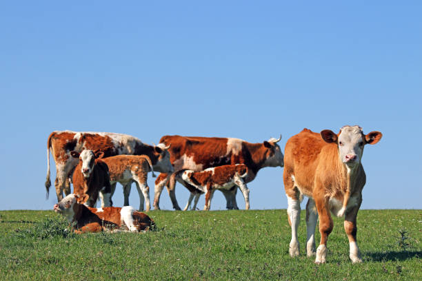 istock cows and calves in the meadow 974746388
