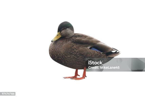 American Black Duck Anas Rubripes Stock Photo - Download Image Now - Anas Rubripes, Animal, Bird