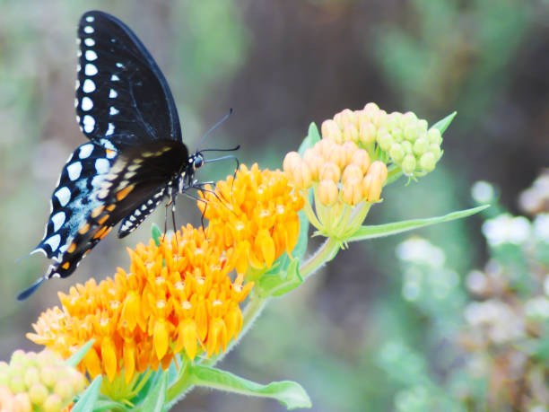 istock Spicebush Swallowtail butterfly 974749436