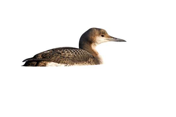 istock Black-throated diver, Gavia arctica 974749458
