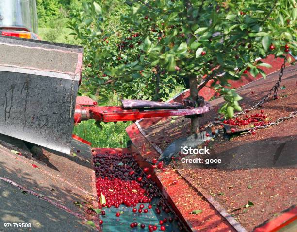 Machine Vibrator For Harvesting Sweet Cherry Agriculture Stock Photo - Download Image Now