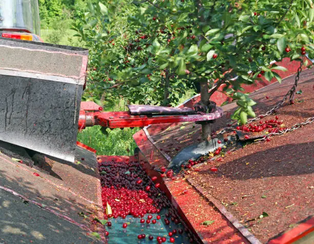 Machine vibrator for harvesting sweet cherry agriculture