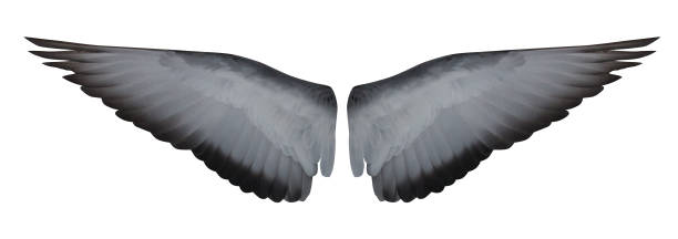 istock dove open inner part of two wings on white 974749616