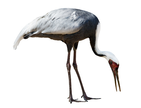 white-naped crane isolated on white background