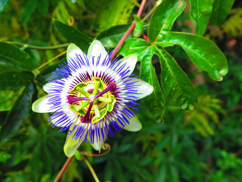 Closeup of single Passion Flower in Andalusian countryside
