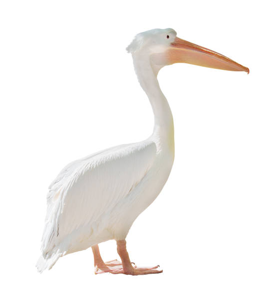 istock large standing pelican isolated on white 974750214