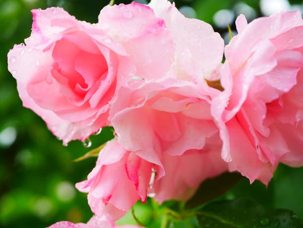 rose garden on rainy day - color image light pink dramatic sky imagens e fotografias de stock