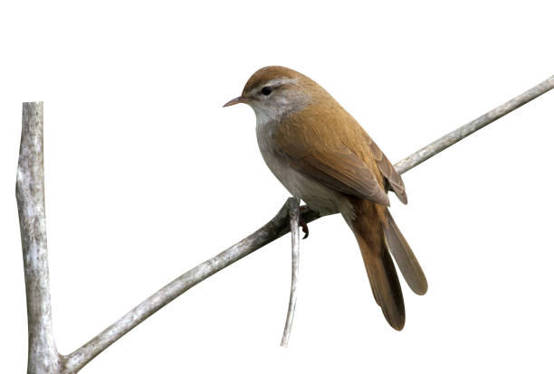 Cetti's warbler CETTI'S WARBLER
Cettia cetti marsh warbler stock pictures, royalty-free photos & images