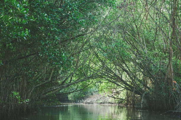 istock Mangrove forest and shallow waters in a Tropical island. 974754404
