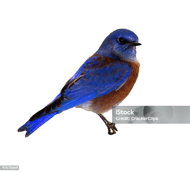 Bluebird Stockfoto und mehr Bilder von Farbbild - Farbbild, Fotografie, Freisteller – Neutraler Hintergrund