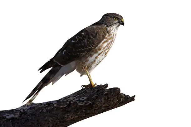 Photo of Coopers hawk, Accipiter cooperii,