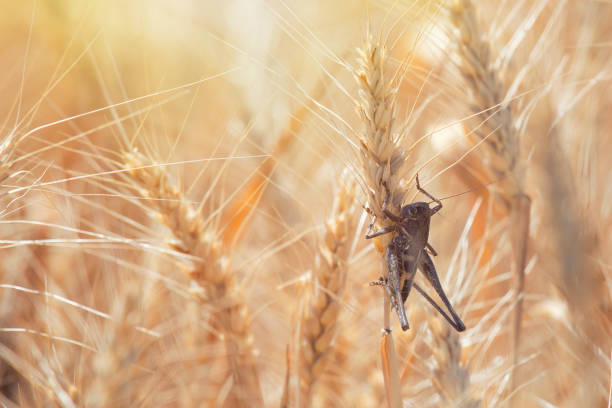 istock Locust on Wheat grain. Crop damage to whole grain harvest 974754886