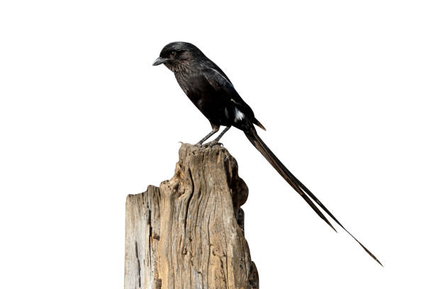 istock Afrcian long-tailed shike or Magpie shrike, Urolestes melanoleucus 974755026