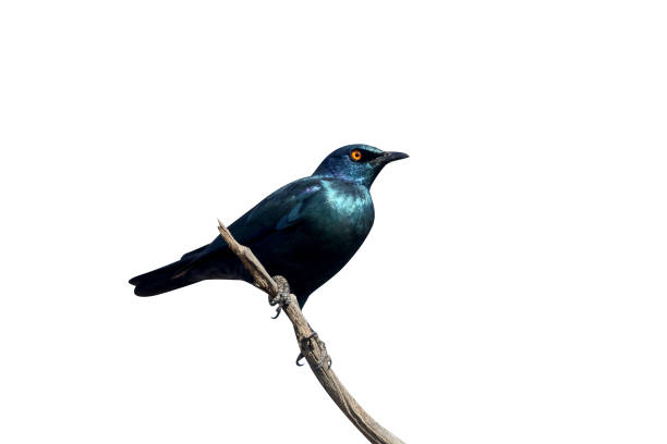 istock Cape starling, Lamprotornis nitens 974757676