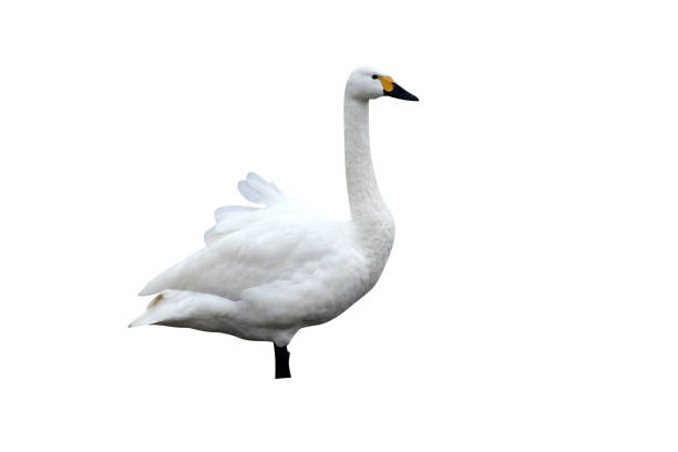 istock Bewicks swan, Cygnus bewickii 974758414