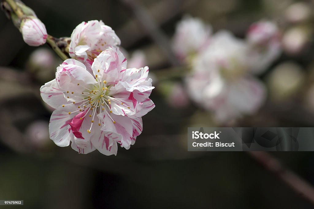 Sakura com listras vermelhas - Foto de stock de Abril royalty-free