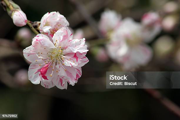 Foto de Sakura Com Listras Vermelhas e mais fotos de stock de Abril - Abril, Branco, Brilhante - Luminosidade