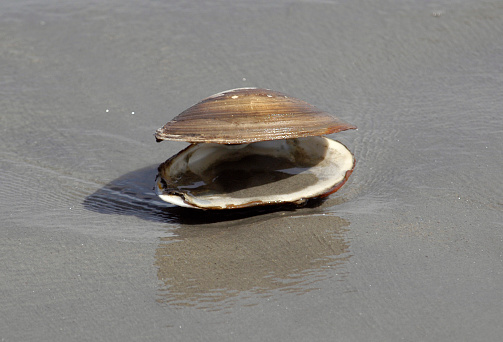 Exterior of a Quahog Shell