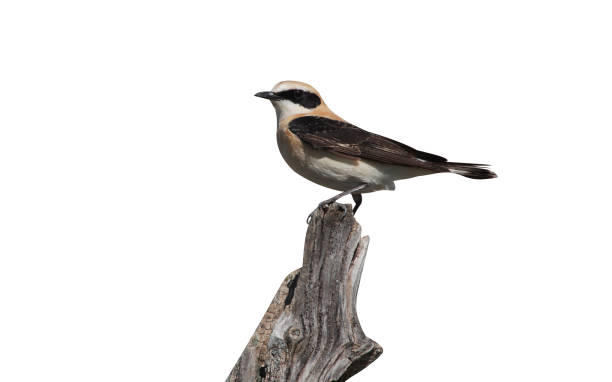 Black-eared wheatear, Oenanthe hispanica Black-eared wheatear, Oenanthe hispanica, single male perched on post, Southern Spain, April 2010 oenanthe hispanica stock pictures, royalty-free photos & images