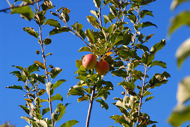 dois tomates às maçãs - macintosh apple imagens e fotografias de stock