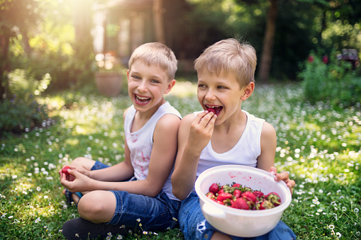 Two brothers laughing, having fun on picnic and eating strawberries. Kids are sitting on the grass in front yard.
Nikon D850