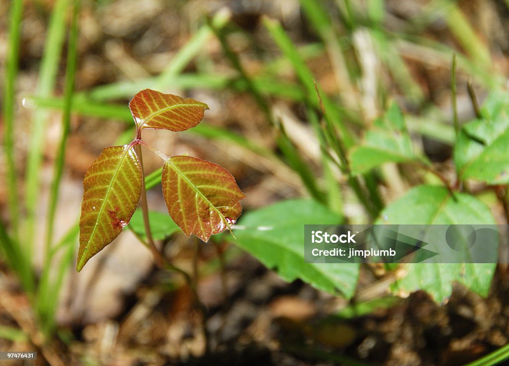 New Poison Ivy Plant  Poison Ivy Stock Photo