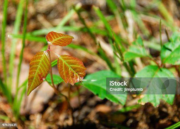 New Poison Ivy Plant Stock Photo - Download Image Now - Poison Ivy, Poison Ivy Rash, Color Image