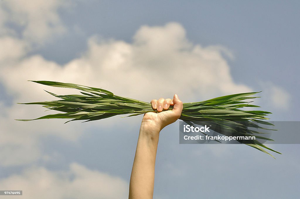 Frisches Grün - Lizenzfrei Bildschärfe Stock-Foto