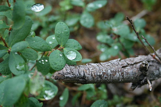 Drop of water on a leaf stock photo