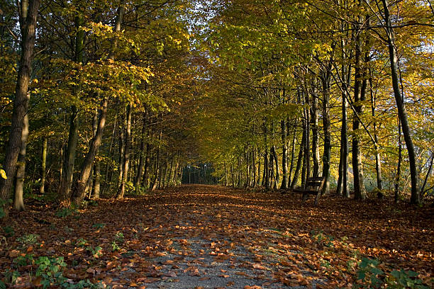 Forest path stock photo