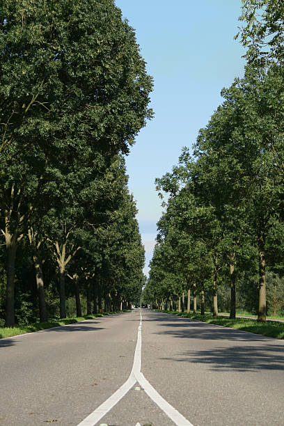 Road through a forest stock photo