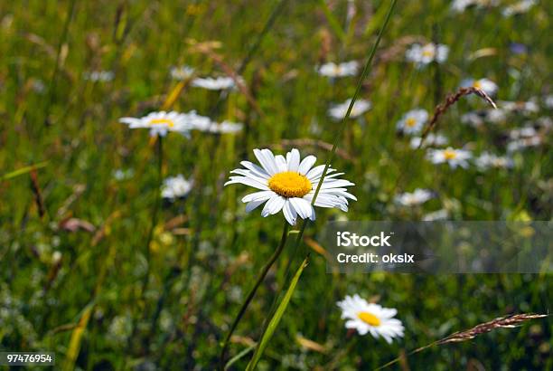 Dzikie Kwiaty W Góry - zdjęcia stockowe i więcej obrazów Bez ludzi - Bez ludzi, Biały, Dzień