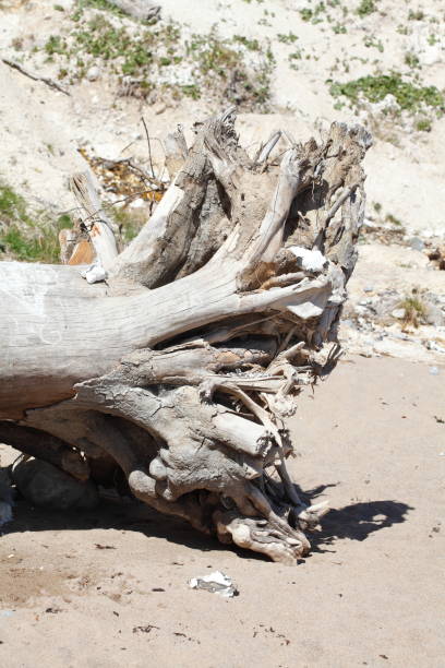 istock Tree root, driftwood, deadwood, chalk coast 974770230