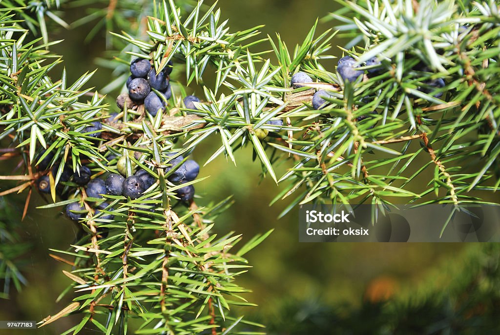 juniper en el bosque - Foto de stock de Baya libre de derechos