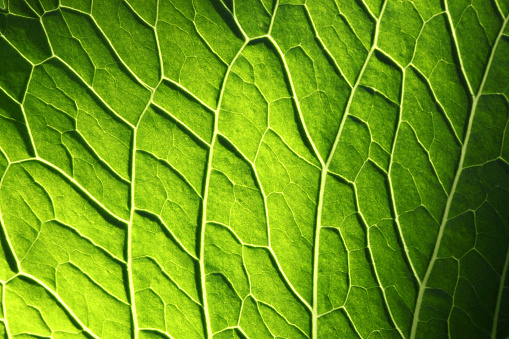 Oxalis per-caprae textured leaves