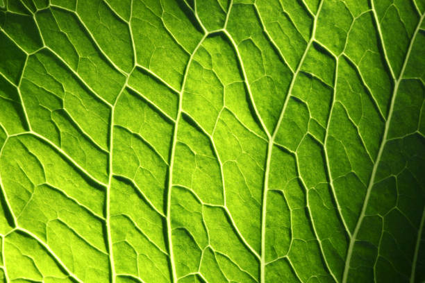 Leaf Leaf, close-up. magnification photos stock pictures, royalty-free photos & images