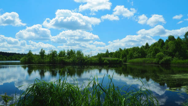 istock Tranquil lake in summer day 974780184
