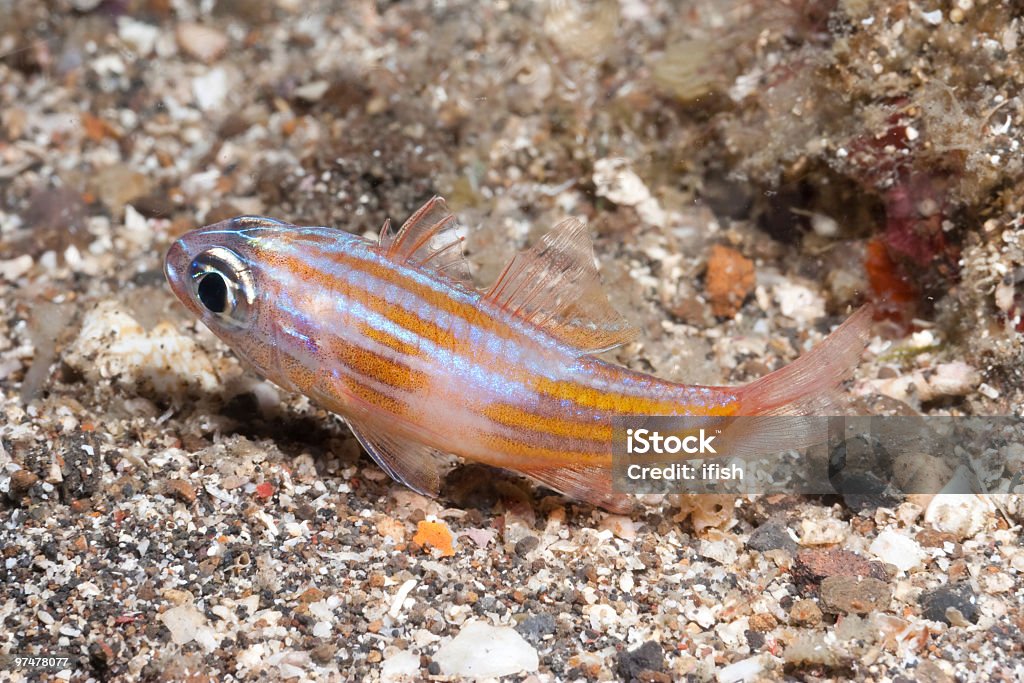 Yellowstriped Cardinalfish Apogon Cyanosoma, Lembeh Strait, North Sulawesi, Indonesia  Cardinalfish Stock Photo