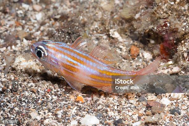 Yellowstriped Cardinalfish Apogon Cyanosoma Lembeh Strait North Sulawesi Indonesia Stock Photo - Download Image Now